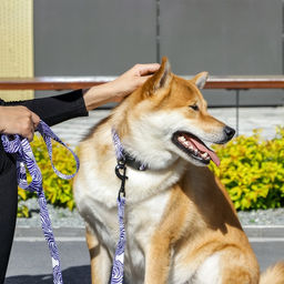 Поводок В гармонии с природой, 2.5 см, 2 м