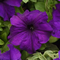 Петуния крупноцветковая фиолетовая 15 семян