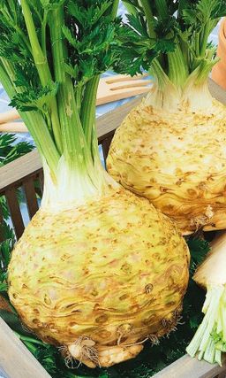 Сельдерей корневой ЕГОРКА  Стабильно урожайный! Крупноплодный! Очень ароматный!