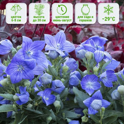 Ширококолокольчик (платикодон) синий