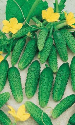 Огурец КРИСТИНКА F1  По урожайности и устойчивости к болезням соответствует лучшим зарубежным гибридам!