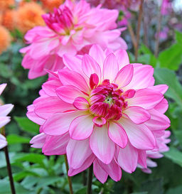 ГЕОРГИНА Сайнцерити Разбор I Кол-во упак., шт 1