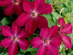 Клематис Rouge Cardinal (Руж Кардинал) - Долина роз фото 3