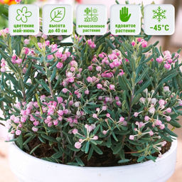 Андромеда многолистная (подбел)