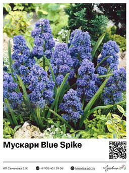 Мускари Blue Spike