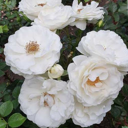 АЙСБЕРГ (Шнеевитхен)