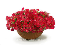 Петуния Зацветёт Middl Корал Кисс полуампельная - Партнер фото 5