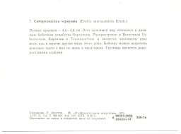 Открытка бабочки  Самаркандская чернушка