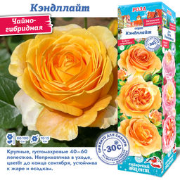 Роза Кэндллайт (Чайно-гибридная) 1шт