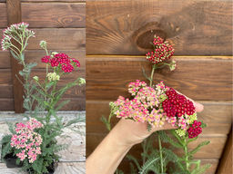 Тысячелистник обыкновенный Ред Шейдес - Долина роз фото 4