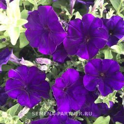 Петуния МиМи Сильвана каскадная синяя - Партнер фото 4