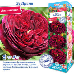 Роза Зе Принц (Английская) 1шт