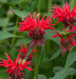 Монарда Gardenview Scarlet (Гибридная) - Голландские луковицы фото 3