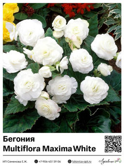 Бегония Multiflora Maxima White