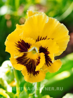 Виола бахромчатая Танго-Манго Кан-Кан - Партнер фото 5