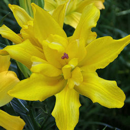 ЛИЛИЯ Томос Разбор 12/14 Кол-во упак., шт 5