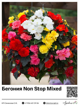 Бегония Non Stop Mixed
