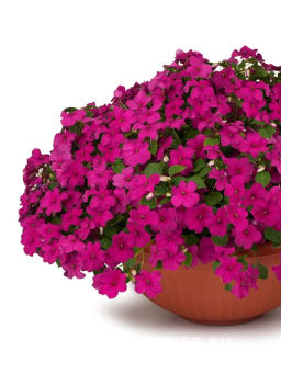 Бальзамин Уоллера крупноцветковый Вайлет Сенсейшн - Партнер фото 3