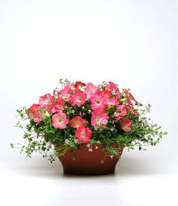 Петуния Изи Вэйв Рози Доун каскадно-ампельная розовая - Партнер фото 3