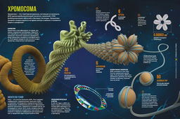 Тайны тела человека. Большая иллюстрированная энциклопедия. Сориано Д. - Махаон фото 4