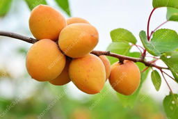 Абрикос Царский