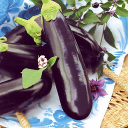 6253U Баклажан Фрегат 5шт