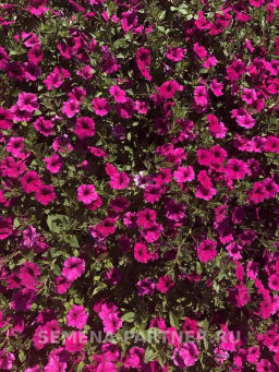 Петуния Вивальди Вуаль ампелельная фиолетовая - Партнер фото 4