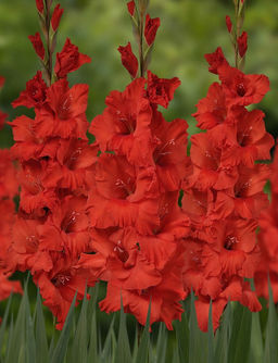 ГЛАДИОЛУС Джоска Разбор 10/12 Кол-во упак., шт 10