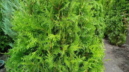 Туя западная Брабант С3