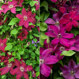 Клематис Westerplatte (Вестерплатте) - Долина роз фото 5