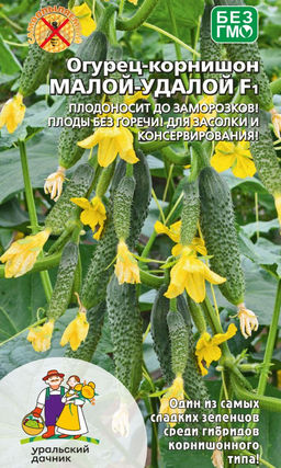 Огурец МАЛОЙ- УДАЛОЙ F1  Плодоносит до заморозков! Плоды без горечи! Для засолки и консервирования!