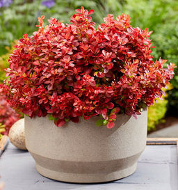 Барбарис Тунберга Lutin Rouge (Лютин Руж) - Голландские луковицы фото 4