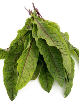 Щавель Кровавая Мэри - Партнер фото 8