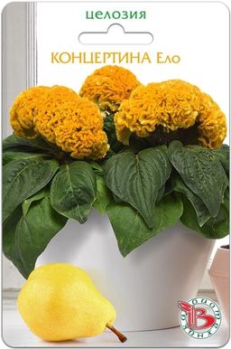 Целозия горшечная Концертина Ело