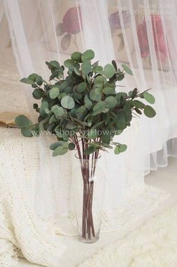 116	Эвкалипт Populus