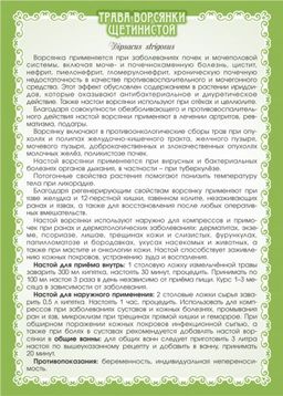 3 шт. Ворсянка щетинистая (золотая колючка), (трава) - Мариславна фото 3