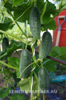 Огурец пчелоопыляемый Спринт - Партнер фото 3