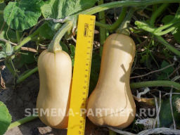 Тыква Страдивари - Партнер фото 2