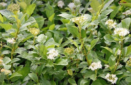 Дерен отпрысковый Флавирамеа С5