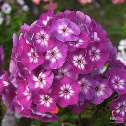 ФЛОКС Успех Разбор I Кол-во упак., шт 2