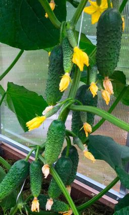 Огурец МЭЛС F1  Суперпучковый, ультраранний!