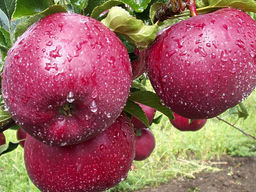 Яблоня Лобо - Долина роз фото 2