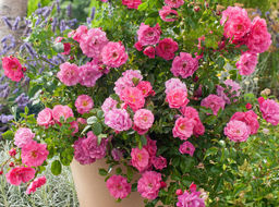 Роза Хейдетраум