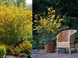 Керрия японская