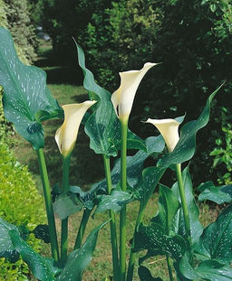 Калла Black Eyed Beauty - Голландские луковицы фото 2