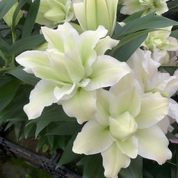 Лилия Roselily Joella (Розовидный гибрид) - Голландские луковицы фото 2