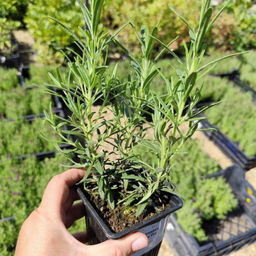 Розмарин Рози Про - Долина роз фото 3