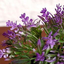 Искусственный цветок в горшке «Седум», 6×10 см, МИКС