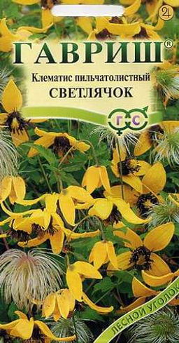 Клематис Светлячок пильчатолистный до 3м (г)