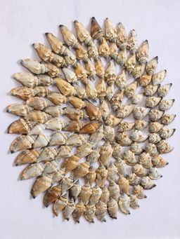 Панно «Композиция из ракушек», 45×3×45 см